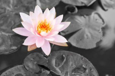 Gölette güzel pembe nilüfer çiçeği