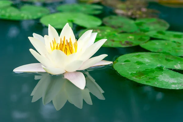 Beautiful yellow lotus flower in pond — Stock Photo, Image