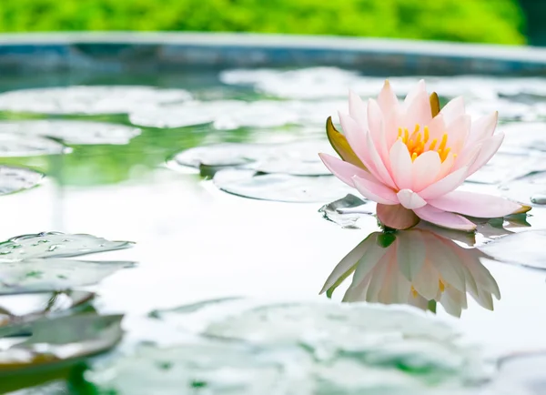 Vacker rosa lotusblomma i damm — Stockfoto