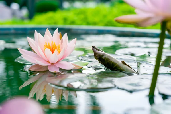 Schöne rosa Lotusblume im Teich — Stockfoto