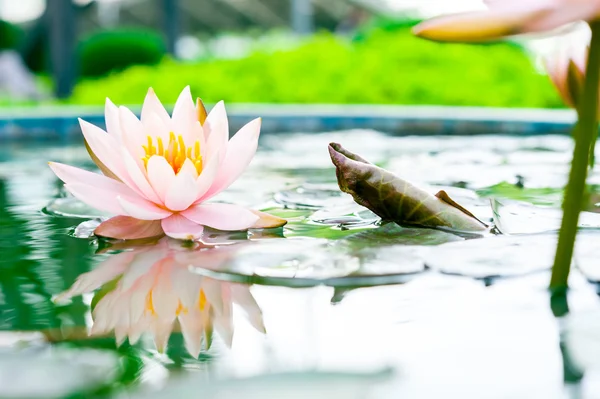 Gölette güzel pembe nilüfer çiçeği — Stok fotoğraf