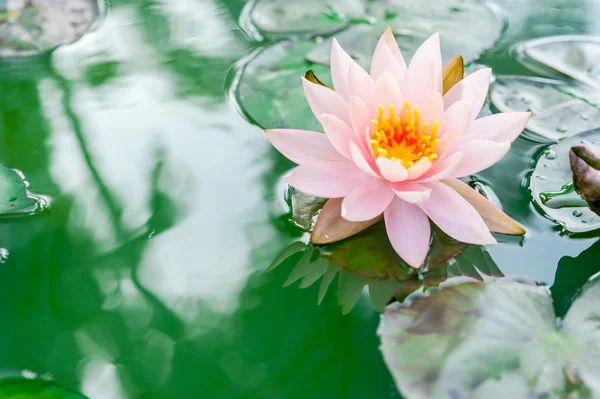 Hermosa flor de loto rosa en estanque —  Fotos de Stock