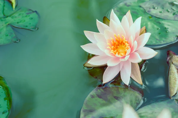 Beautiful pink lotus flower in pond vintage photo filtered style — Stock Photo, Image