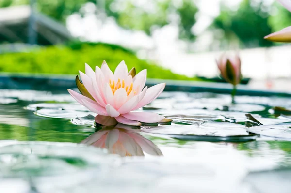 Bela flor de lótus rosa na lagoa — Fotografia de Stock