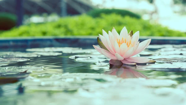 Linda flor de lótus rosa na lagoa vintage foto filtrada estilo — Fotografia de Stock