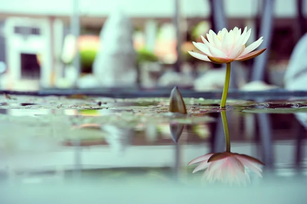 Beautiful pink lotus flower in pond vintage photo filtered style — Stock Photo, Image