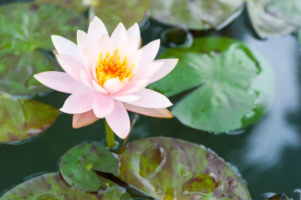 Schöne rosa Lotusblume im Teich — Stockfoto