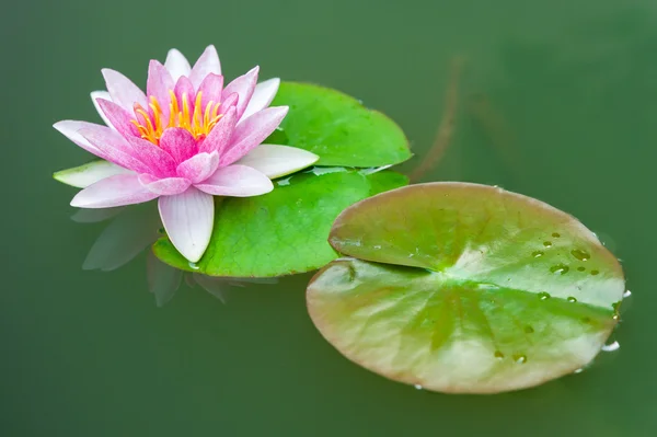 Beautiful pink lotus flower in pond — Stock Photo, Image