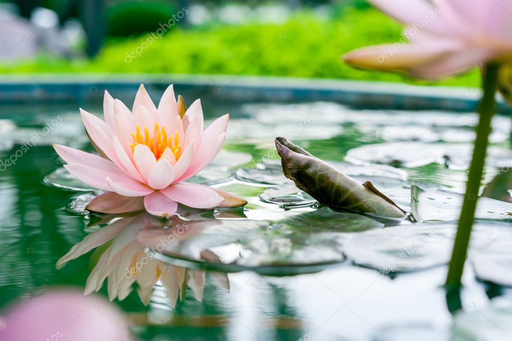 Beautiful pink lotus flower in pond