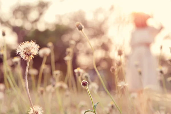 Крупним планом квітка в полі з розмитою молодою жінкою на фоні — стокове фото