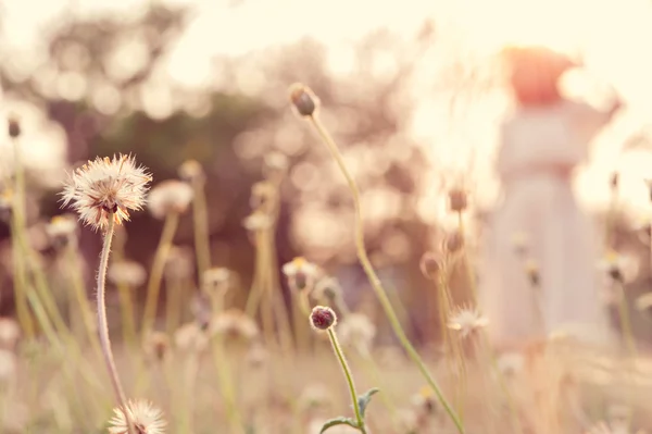 Close up flower in field with blur young woman in background — Stock Photo, Image