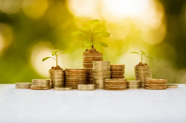 Plant growth on coin pile, business conceptual — Stock Photo, Image