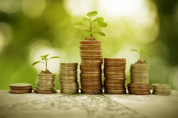 Рост растений на куче монет, концептуальный бизнес — стоковое фото