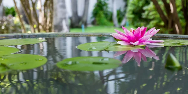 粉红色莲花或池塘里的水百合 — 图库照片