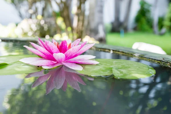 Rosa loto o lirio de agua en el estanque —  Fotos de Stock