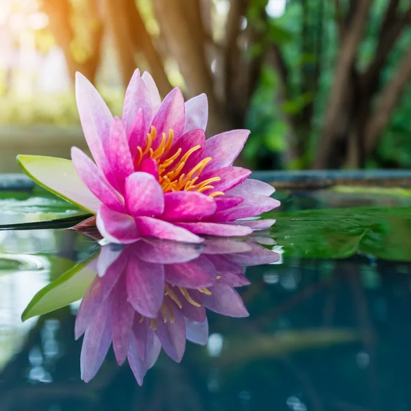 Pink lotus or waterlily in pond — Stock Photo, Image