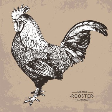 çizilmiş vektör vintage tarzı horoz
