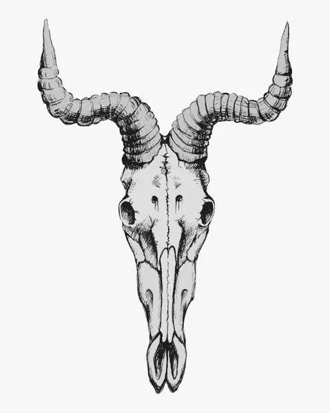 Hand getrokken Geit schedel — Stockvector