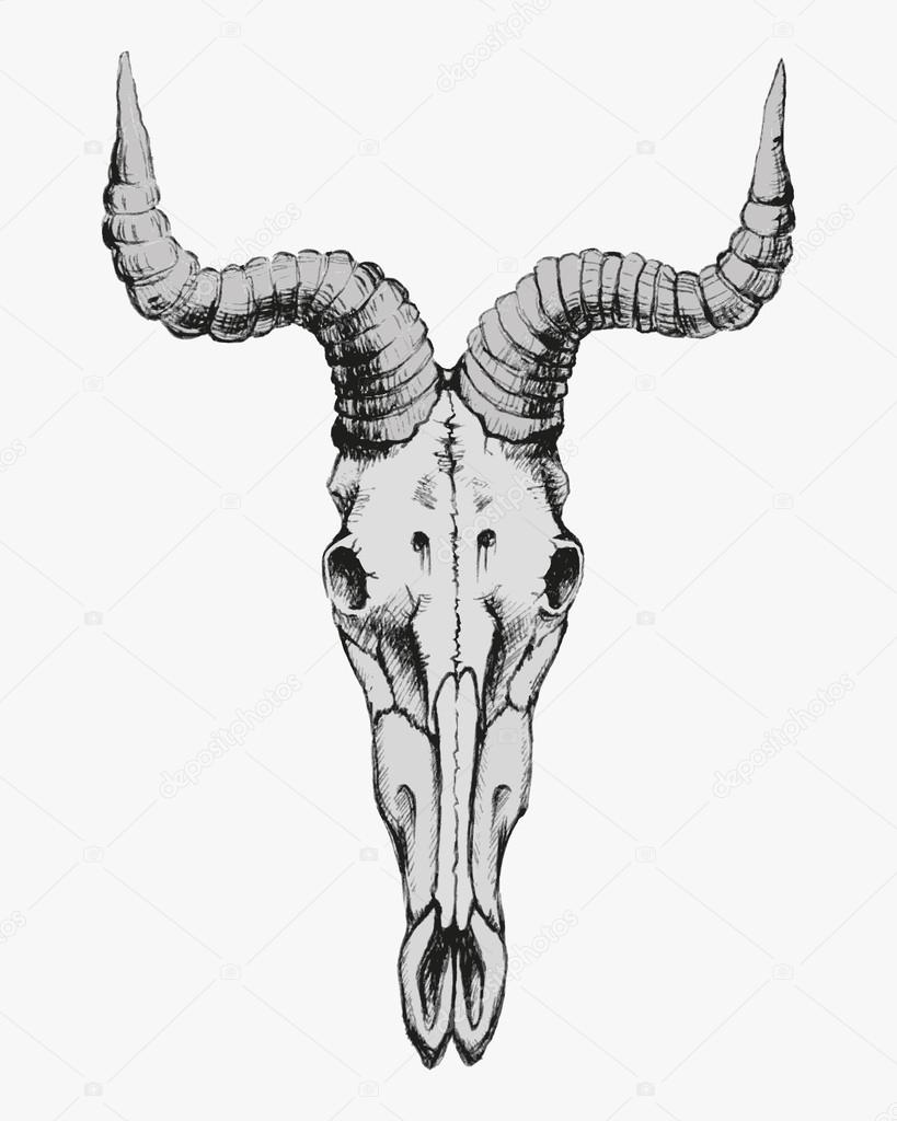 Hand Drawn Goat Skull