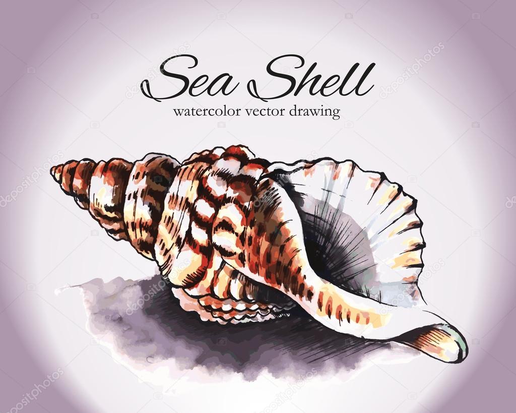 Sea Shell Watercolor Vector Drawing