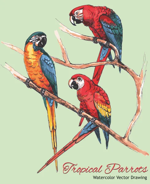 Tres loros de guacamayo brillante en una rama (Dibujo vectorial de acuarela ) — Vector de stock