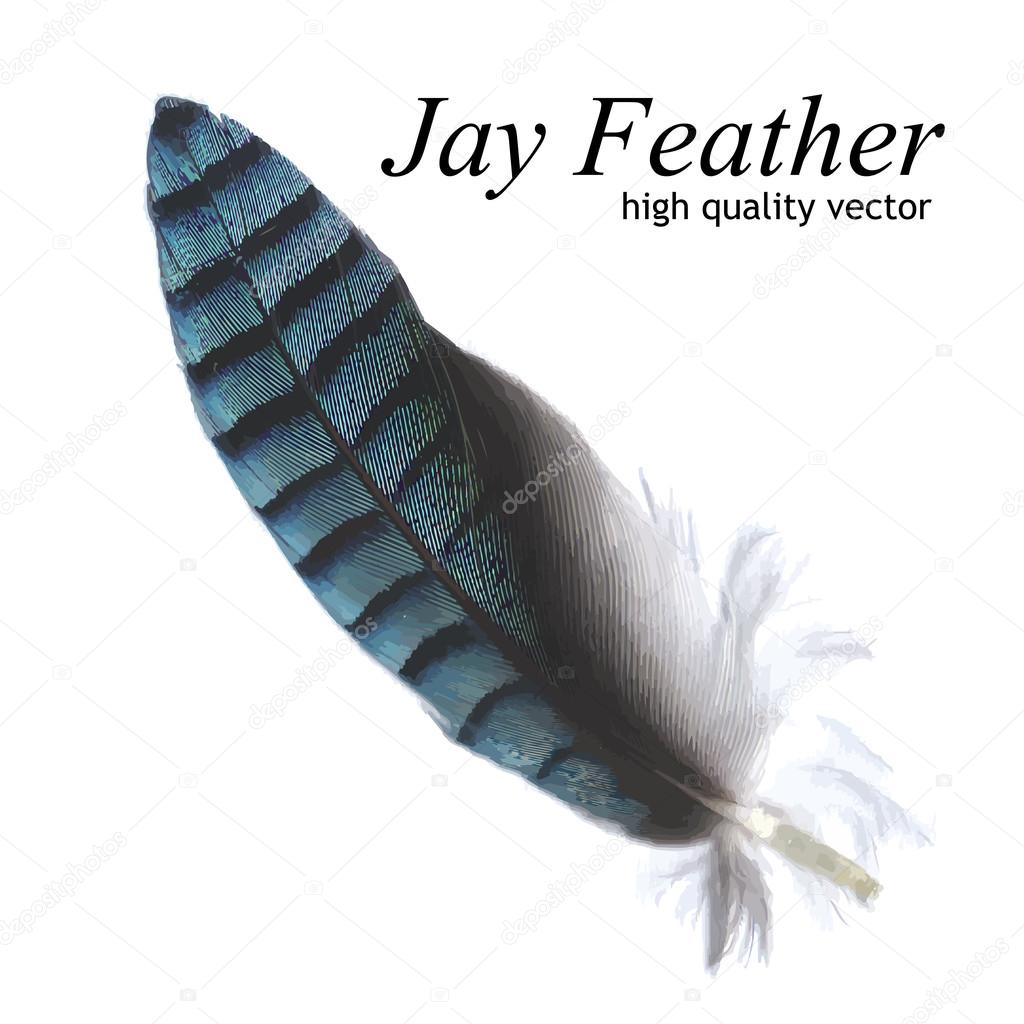 Jay Feather High Quality Vector
