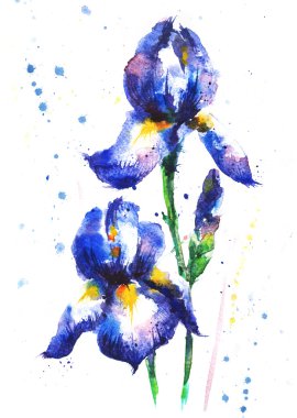 Sulu Boya çizilmiş Iris çiçekler
