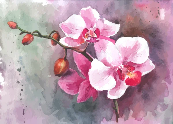 Flores de orquídea desenhadas à mão aquarela — Vetor de Stock