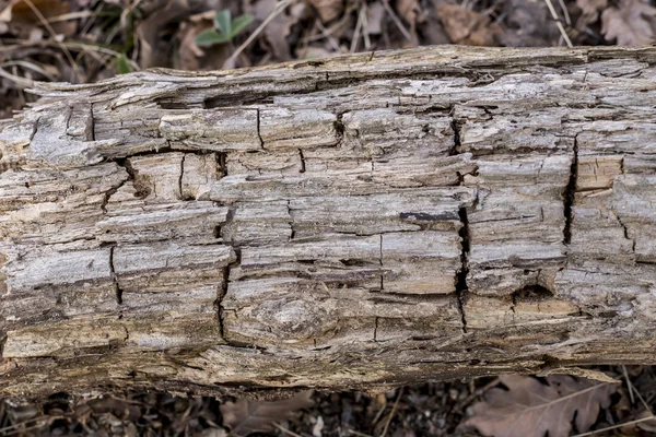 Rotten wood texture — Stock Photo, Image