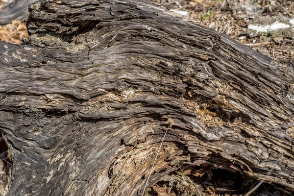 Rotten wood texture — Stock Photo, Image