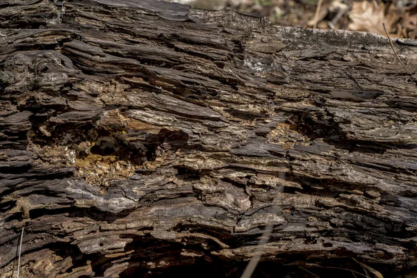 Rotten wood texture — Stock Photo, Image