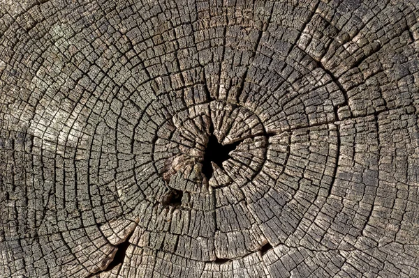 Cutted tree trunk wood texture — Stock Photo, Image