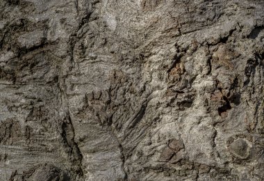 Bark detail ( wood background ) clipart