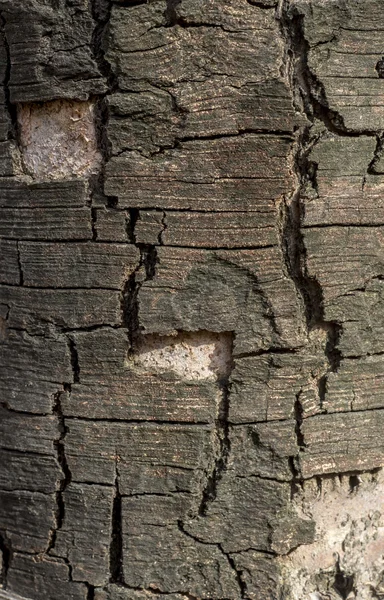 Rinde Hintergrund Detail — Stockfoto