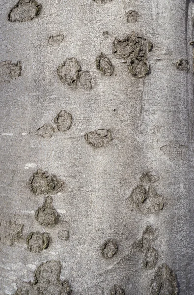 Bark background detail — Stock Photo, Image