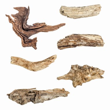 beyaz zemin üzerine (yüksek çözünürlüklü izole makro kuru dalları)