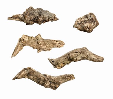 beyaz zemin üzerine izole makro ahşap kurutulmuş kökleri