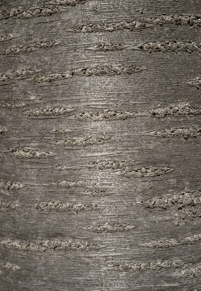 Bark detail background — Stock Photo, Image