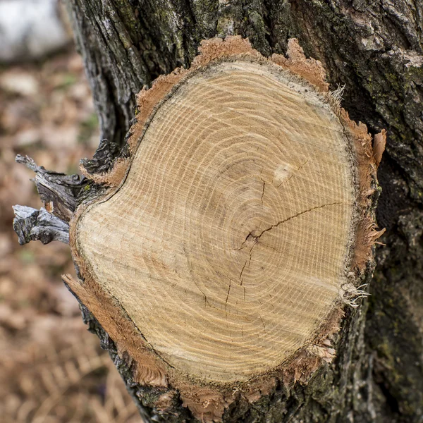 Cutted tree trunk wood texture — Stock Photo, Image