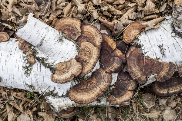 Natural  background with birch branch and mushroom — Stock Photo, Image