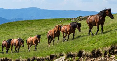 Romanya 'nın Parang Dağları' nda bedava atlar