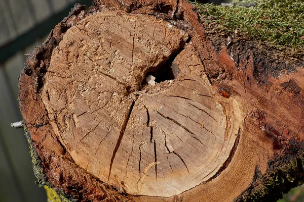 Sectioned Tree Trunk Background — Stock Photo, Image