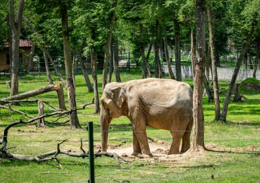   Targu Mures, Romanya 'daki hayvanat bahçesindeki Afrika fili