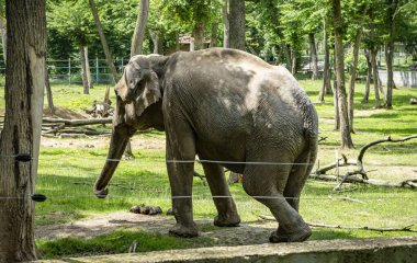   Targu Mures, Romanya 'daki hayvanat bahçesindeki Afrika fili