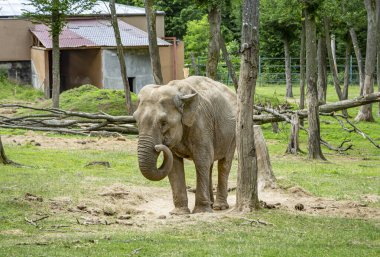   Targu Mures, Romanya 'daki hayvanat bahçesindeki Afrika fili