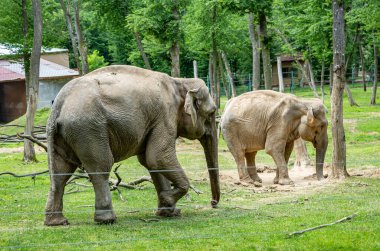   Targu Mures, Romanya 'daki hayvanat bahçesindeki Afrika fili