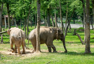  Targu Mures, Romanya 'daki hayvanat bahçesindeki Afrika fili