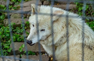 Targu Mures, Romanya 'daki hayvanat bahçesinde beyaz kurt