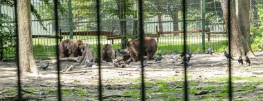 Romanya 'nın Targu Mures kentindeki hayvanat bahçesinde ayılar