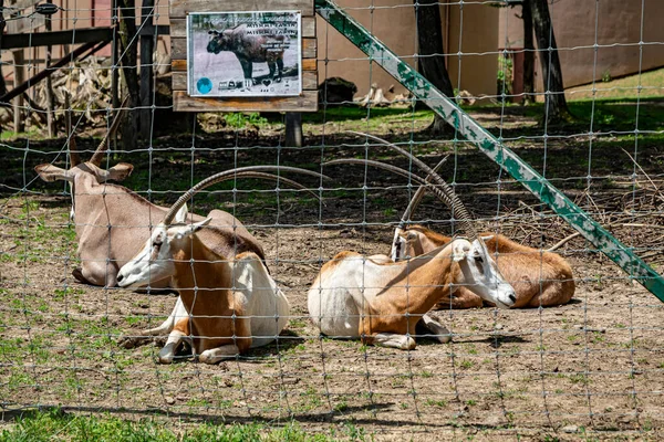 Ibex Zoológico Targu Mures Roménia — Fotografia de Stock